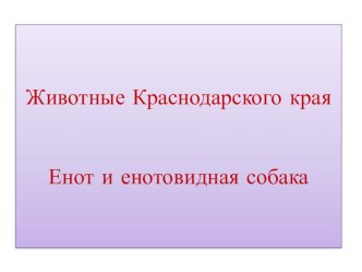 Животные Краснодарского края. Енот. презентация к уроку по окружающему миру (1, 2, 3 класс)