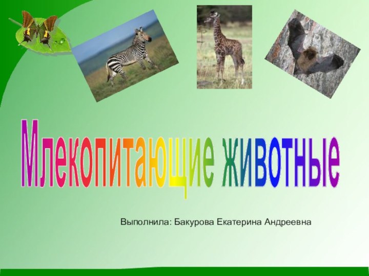 Млекопитающие животныеВыполнила: Бакурова Екатерина Андреевна