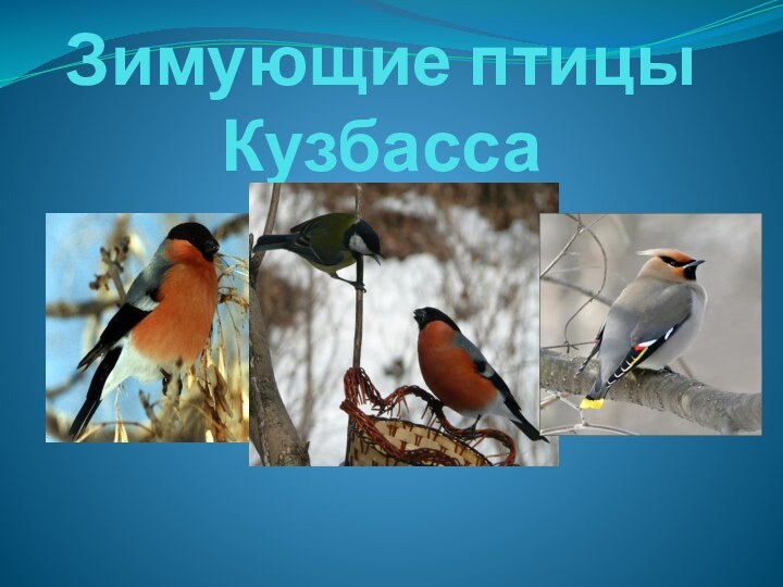 Зимующие птицы Кузбасса