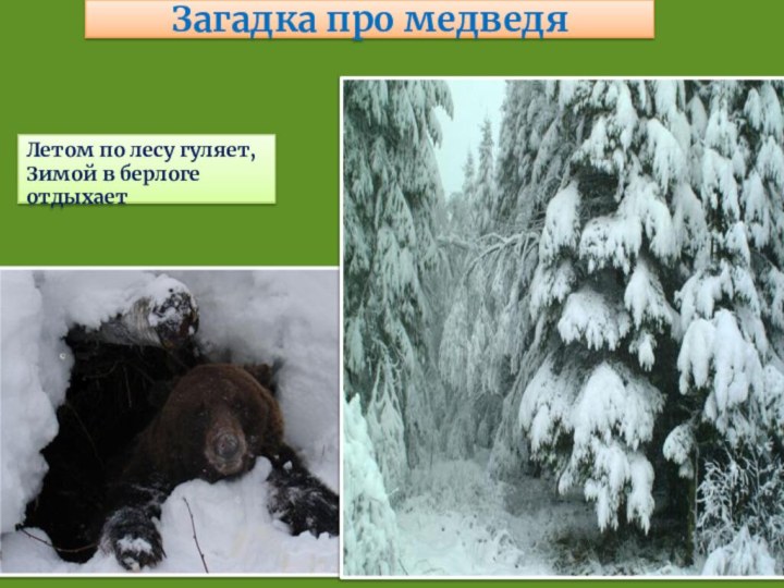 Летом по лесу гуляет, Зимой в берлоге отдыхаетЗагадка про медведя