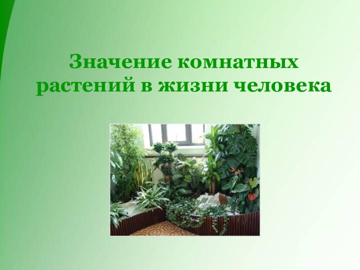 Значение комнатных растений в жизни человека