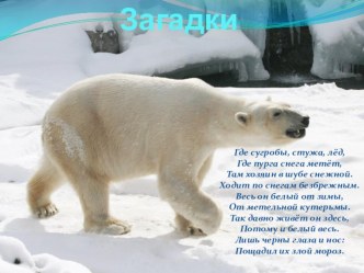 Животные севера презентация к уроку (средняя группа)