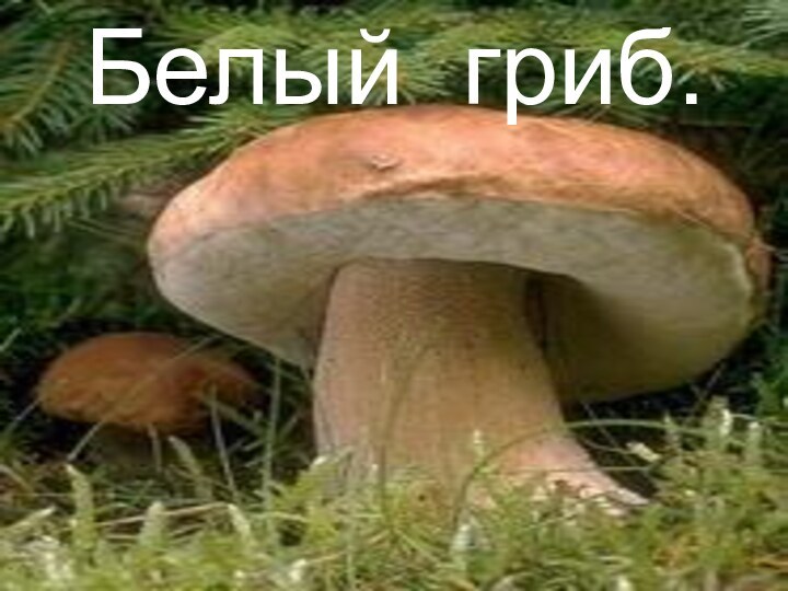 Белый гриб.