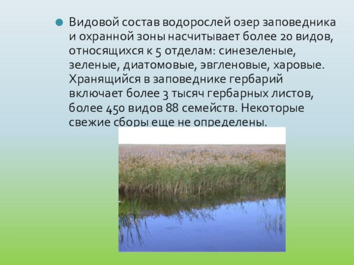 Видовой состав водорослей озер заповедника и охранной зоны насчитывает более 20 видов,