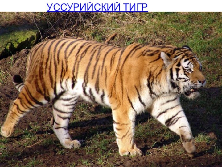 УССУРИЙСКИЙ ТИГР