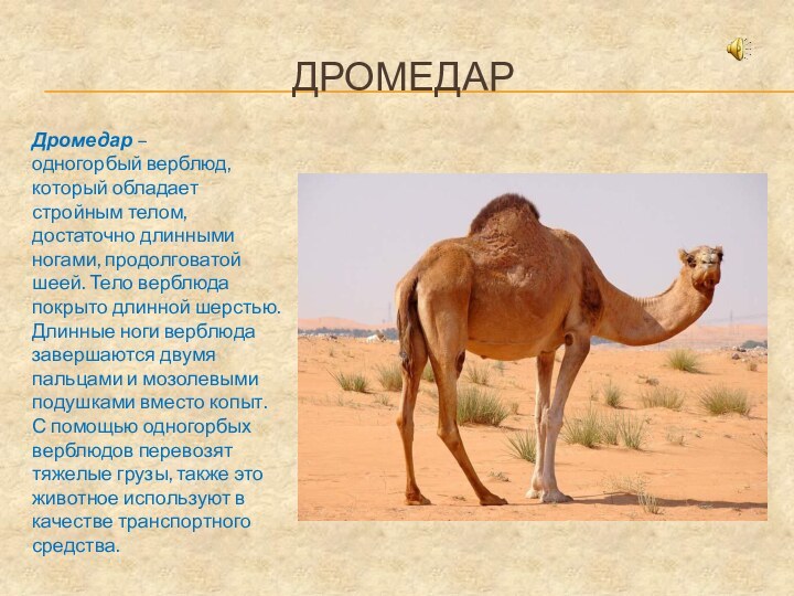 дромедарДромедар – одногорбый верблюд, который обладает стройным телом, достаточно длинными ногами, продолговатой