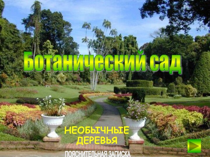 НЕОБЫЧНЫЕ ДЕРЕВЬЯБотанический садПОЯСНИТЕЛЬНАЯ ЗАПИСКА