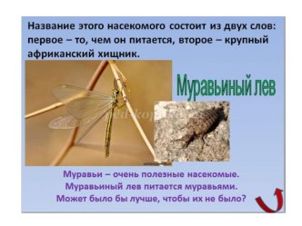 Муравьиные львы. Презентация для курса Загадки природы 1 класс презентация к уроку (1 класс)