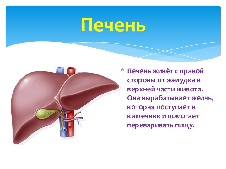 Печень живёт с правой стороны от желудка в верхней части живота. Она