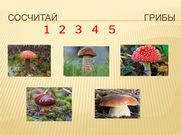 Сосчитай грибы