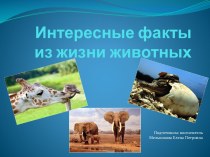 ПрезентацияИнтересные факты из жизни животных презентация по окружающему миру