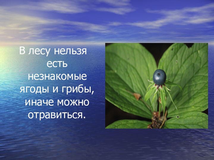 В лесу нельзя есть незнакомые ягоды и грибы, иначе можно отравиться.