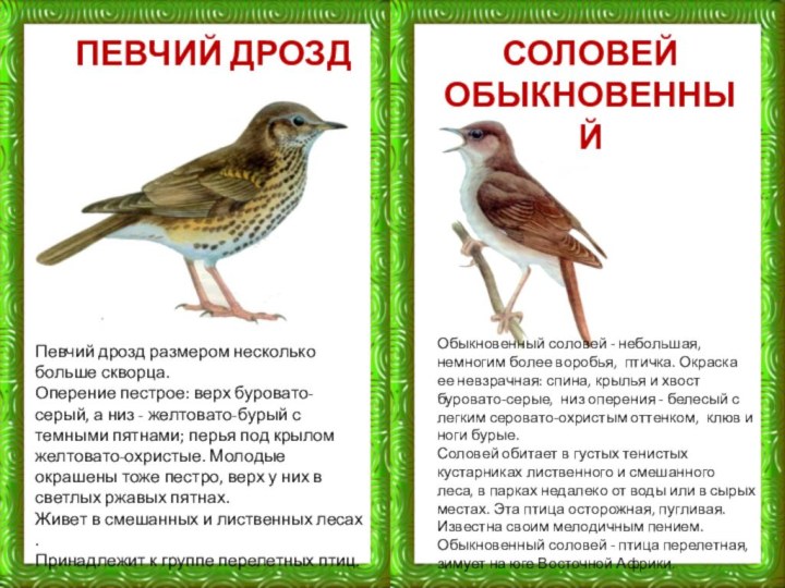 ПЕВЧИЙ ДРОЗДПевчий дрозд размером несколько больше скворца. Оперение пестрое: верх буровато-серый, а