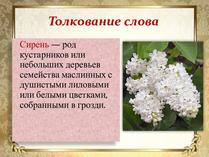 Толкование слова  Сирень — род кустарников или небольших деревьев семейства маслинных