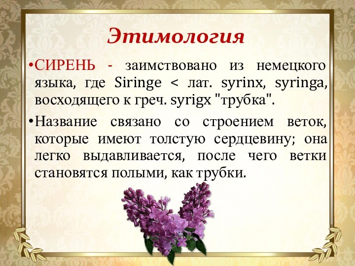 Этимология СИРЕНЬ - заимствовано из немецкого языка, где Siringe < лат. syrinx,