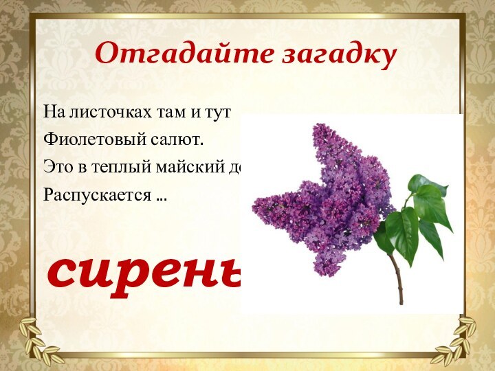 Отгадайте загадкуНа листочках там и тут Фиолетовый салют. Это в теплый майский