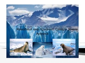 Презентация Арктика