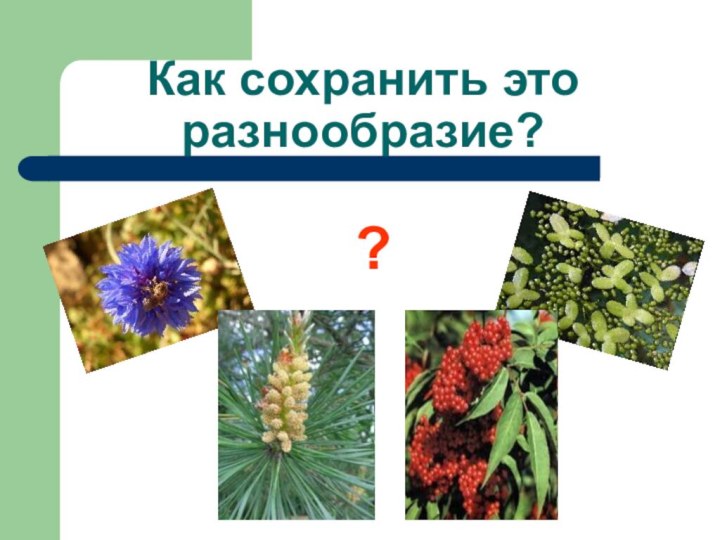 Как сохранить это разнообразие??