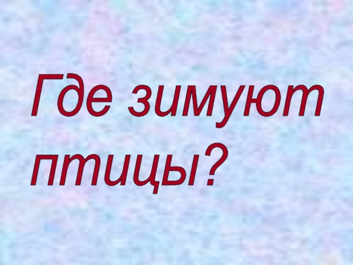 Где зимуют  птицы?