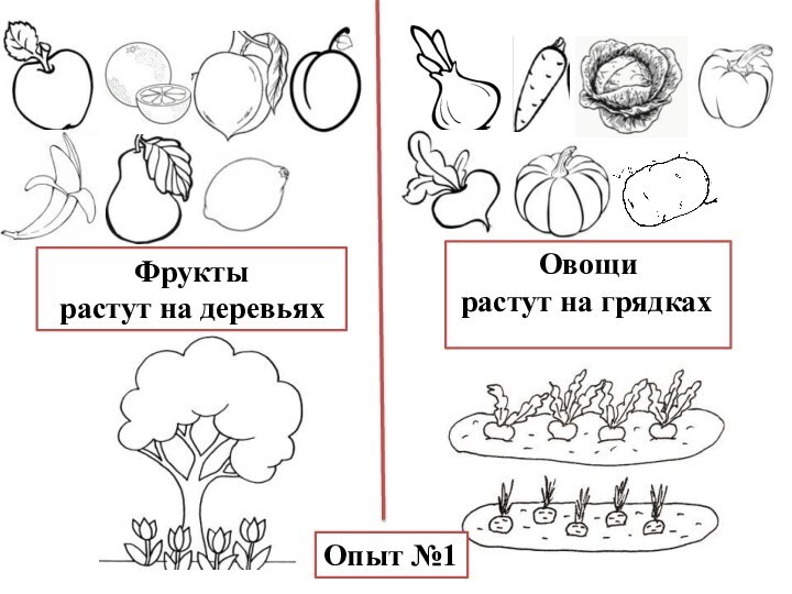 Фрукты растут на деревьях Овощи растут на грядках Опыт №1