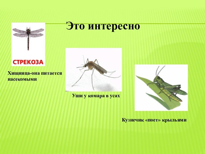 Уши у комара в усахХищница-она питается насекомымиКузнечик «поет» крыльямиЭто интересно