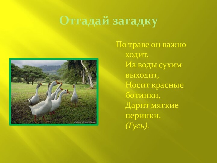 Отгадай загадкуПо траве он важно ходит,  Из воды сухим выходит, Носит красные