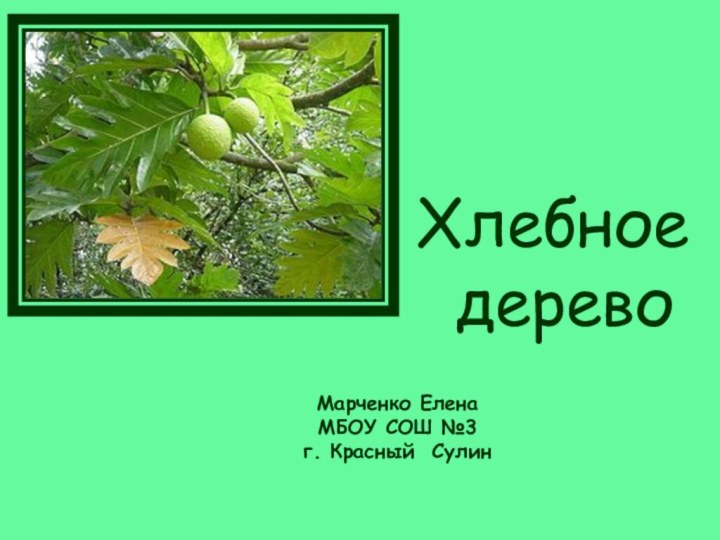 Хлебное  деревоМарченко ЕленаМБОУ СОШ №3г. Красный Сулин