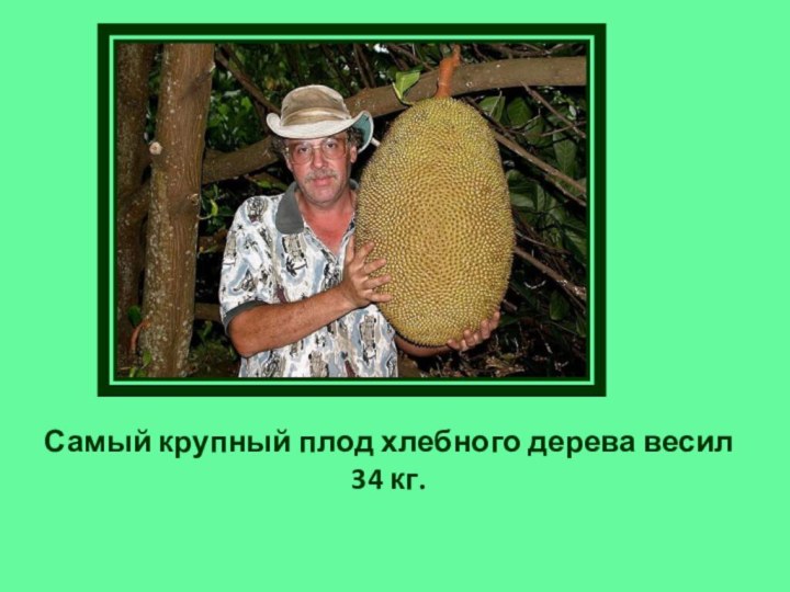 Самый крупный плод хлебного дерева весил 34 кг.