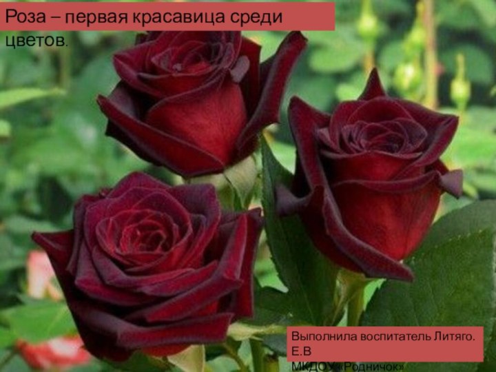 Роза – первая красавица среди цветов.Выполнила воспитатель Литяго.Е.ВМКДОУ «Родничок»