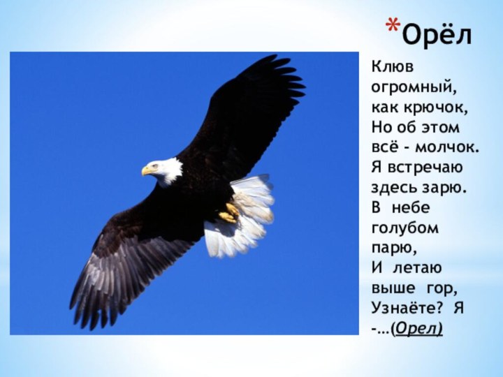 ОрёлКлюв огромный, как крючок,Но об этом всё - молчок.Я встречаю здесь зарю.В