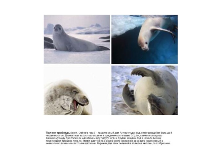 Тюлени-крабоеды (англ. Crabeater seal) – характерный для Антарктиды вид, отличающийся большой численностью. Длина