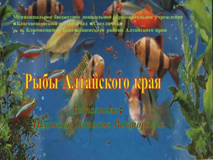 Муниципальное бюджетное дошкольное образовательное учреждение «Благовещенский детский сад «Светлячок» р. п. Благовещенка