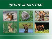 Дикие животные России. Презентация. презентация к уроку по окружающему миру (средняя, старшая группа)