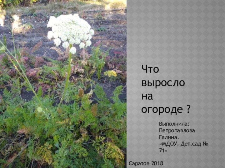 Что выросло на огороде ?Выполнила:Петропавлова Галина.«МДОУ. Дет.сад № 71»Саратов 2018