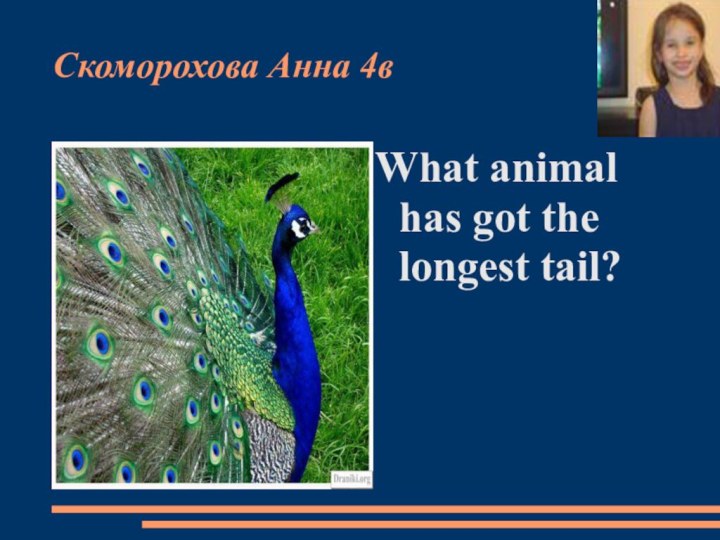 Скоморохова Анна 4вWhat animal has got the longest tail?
