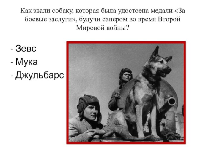 Как звали собаку, которая была удостоена медали «За боевые заслуги», будучи сапером