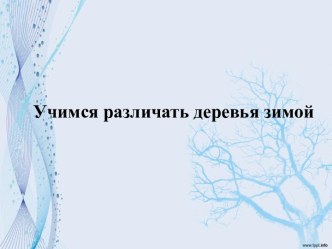 Презентация по теме Учимся различать деревья презентация к уроку (1 класс)