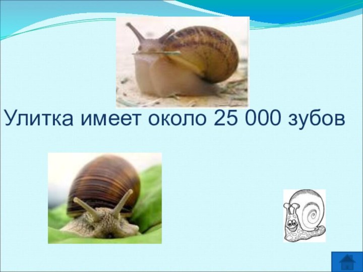 Улитка имеет около 25 000 зyбов