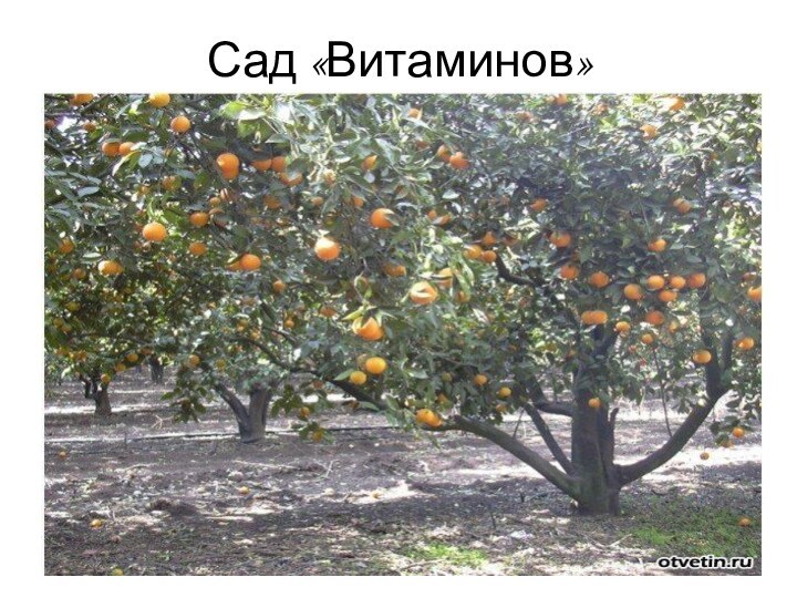 Сад «Витаминов»