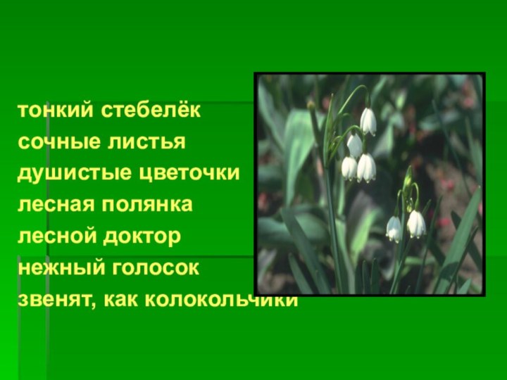 тонкий стебелёксочные листьядушистые цветочкилесная полянкалесной доктор нежный голосокзвенят, как колокольчики