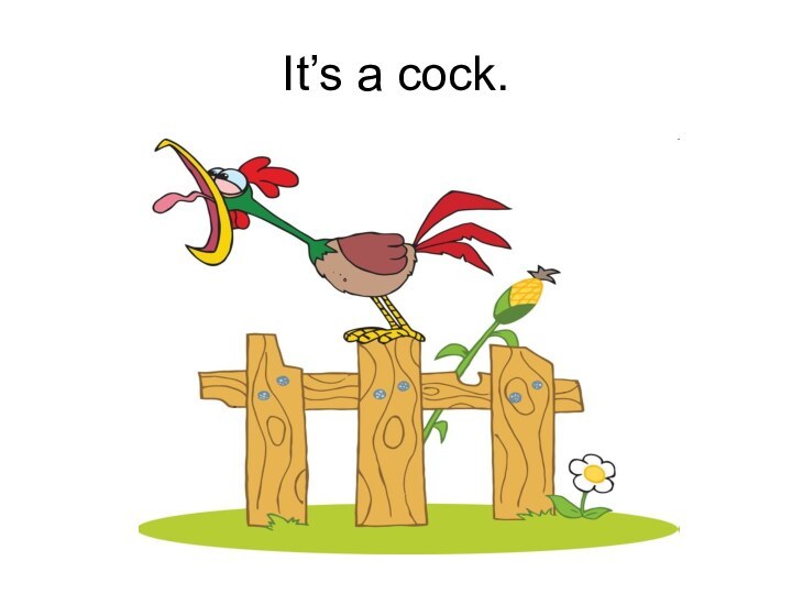 It’s a cock.