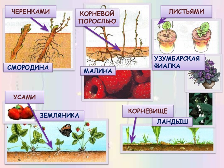 МАЛИНАЗЕМЛЯНИКАЛАНДЫШСМОРОДИНАКОРНЕВИЩЕУСАМИЛИСТЬЯМИУЗУМБАРСКАЯ ФИАЛКА