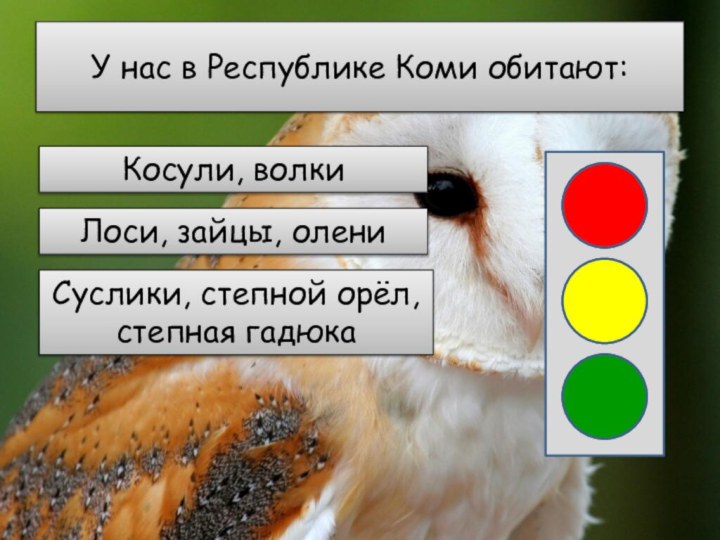 У нас в Республике Коми обитают:Косули, волкиЛоси, зайцы, олениСуслики, степной орёл, степная гадюка