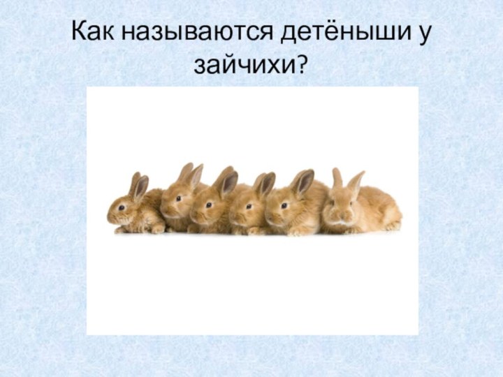 Как называются детёныши у зайчихи?