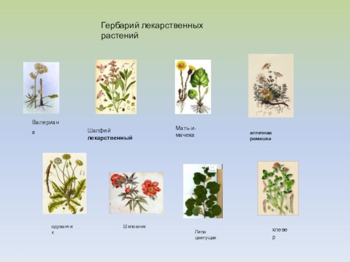 Валериана Шалфей лекарственныйаптечная ромашкаодуванчикШиповник Липа цветущая Гербарий лекарственных растенийклеверМать-и-мачеха