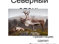 Красная книга Сахалинской области - северный олень проект по окружающему миру (4 класс)