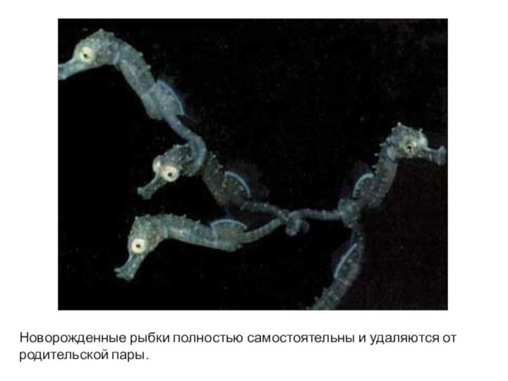 Новорожденные рыбки полностью самостоятельны и удаляются от родительской пары.