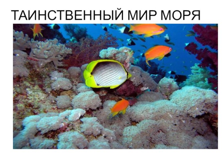 ТАИНСТВЕННЫЙ МИР МОРЯ