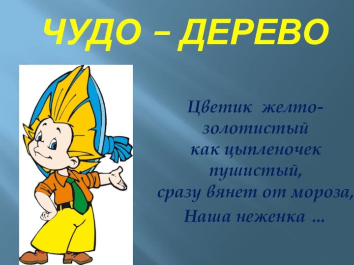 Чудо – деревоЦветик желто-золотистый как цыпленочек пушистый, сразу вянет от мороза,Наша неженка …