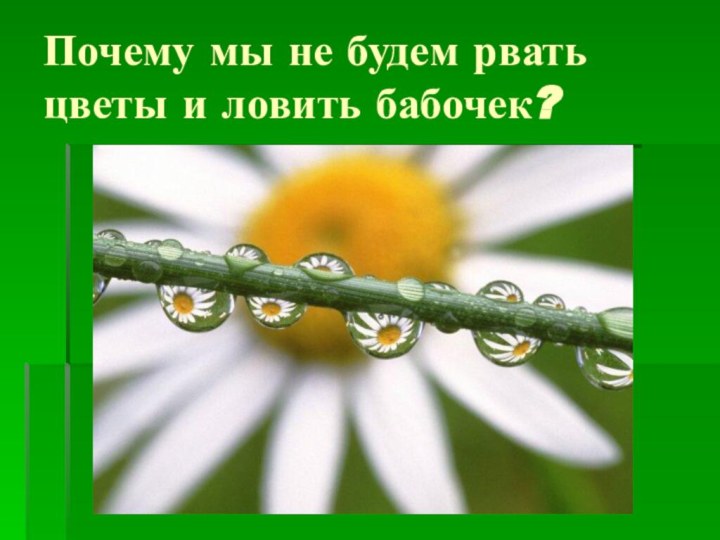 Почему мы не будем рвать цветы и ловить бабочек?